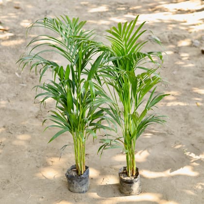 Buy Set of 2 - Areca Palm (2-2.5 Ft) in 6 Inch Nursery bag Online | Urvann.com