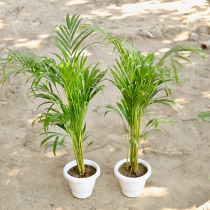 Buy Set of 2 - Areca Palm  (2-2.5 Ft) in 8 Inch Classy White Plastic Pot Online | Urvann.com