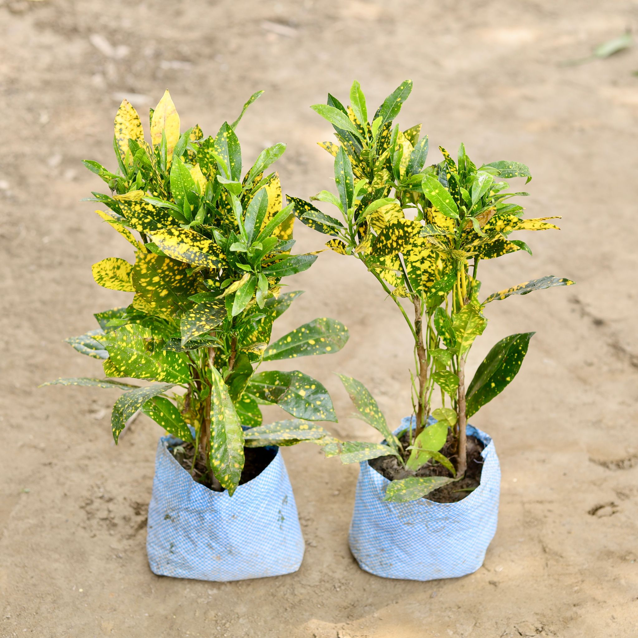 Set of 2 - Baby Croton in 7 Inch Nursery bag