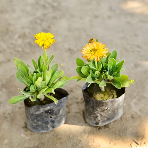 Set of 2 - Calendula (Any Colour) in 4 Inch Nursery bag
