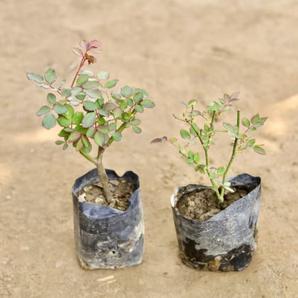 Buy Set of 2 - Desi Gulab / Rose (Any Colour) in 4 Inch Nursery bag Online | Urvann.com