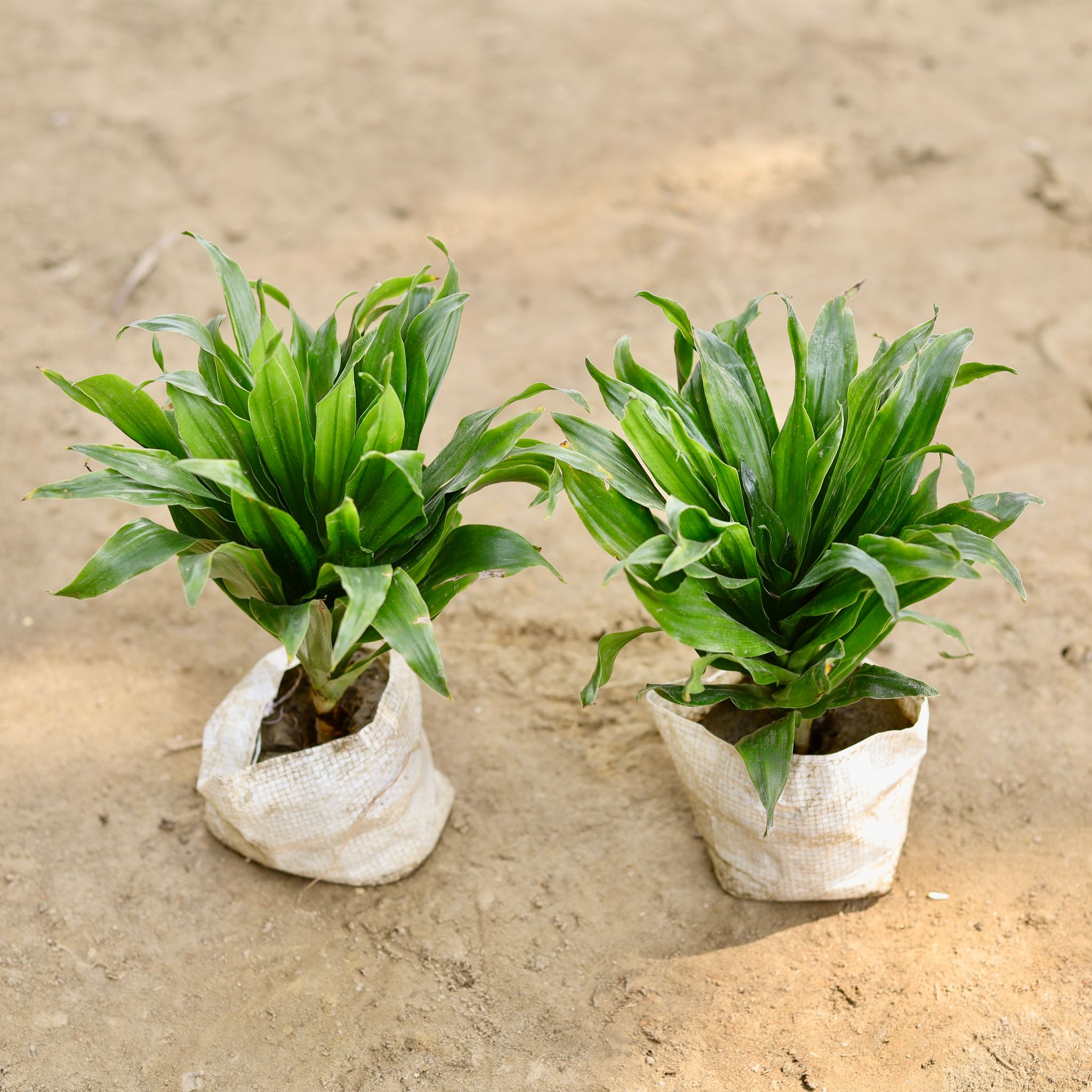 Set of 2 - Dracaena Compacta in 4 Inch Nursery bag