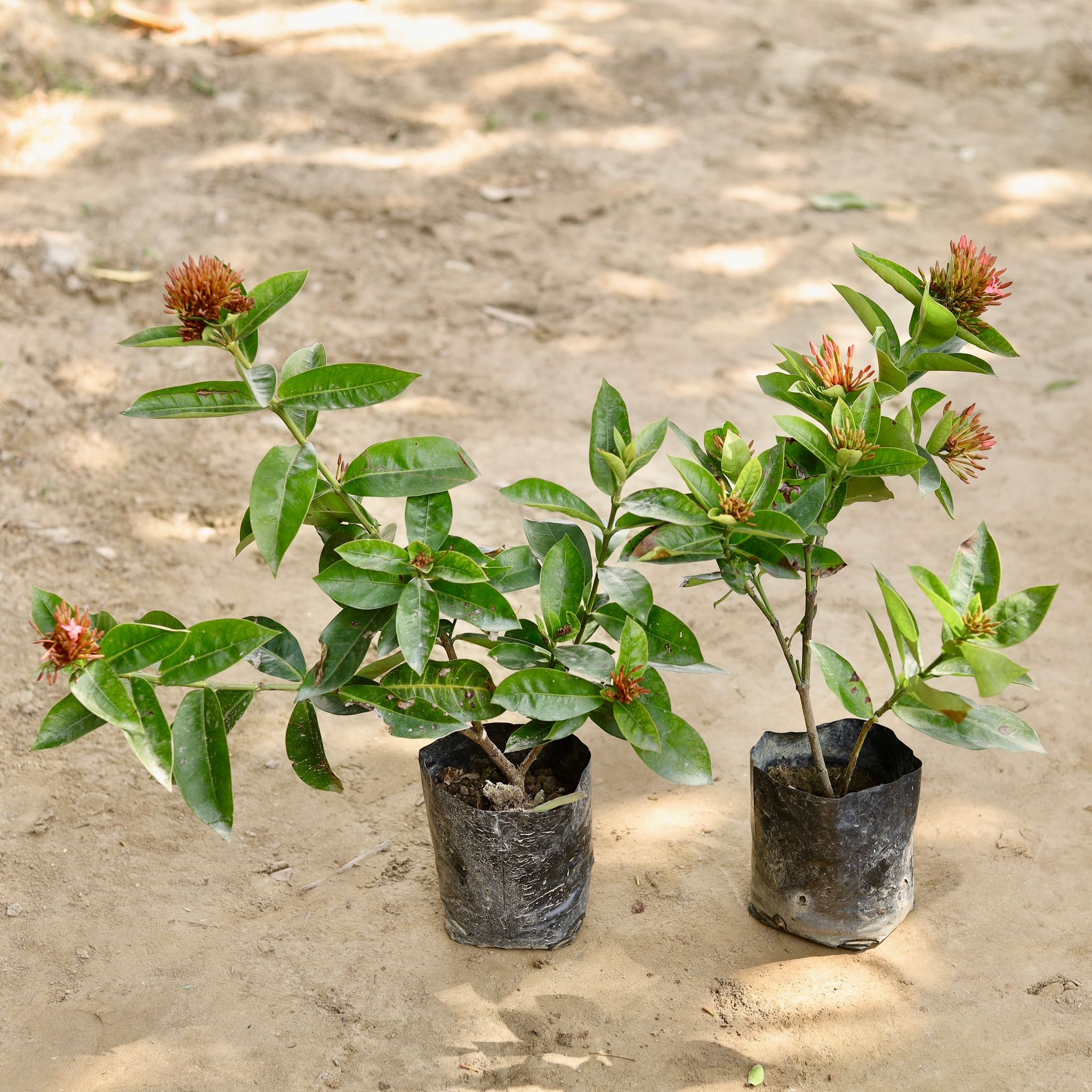 Set of 2 - Ixora (Any Colour) in 7 Inch Nursery bag