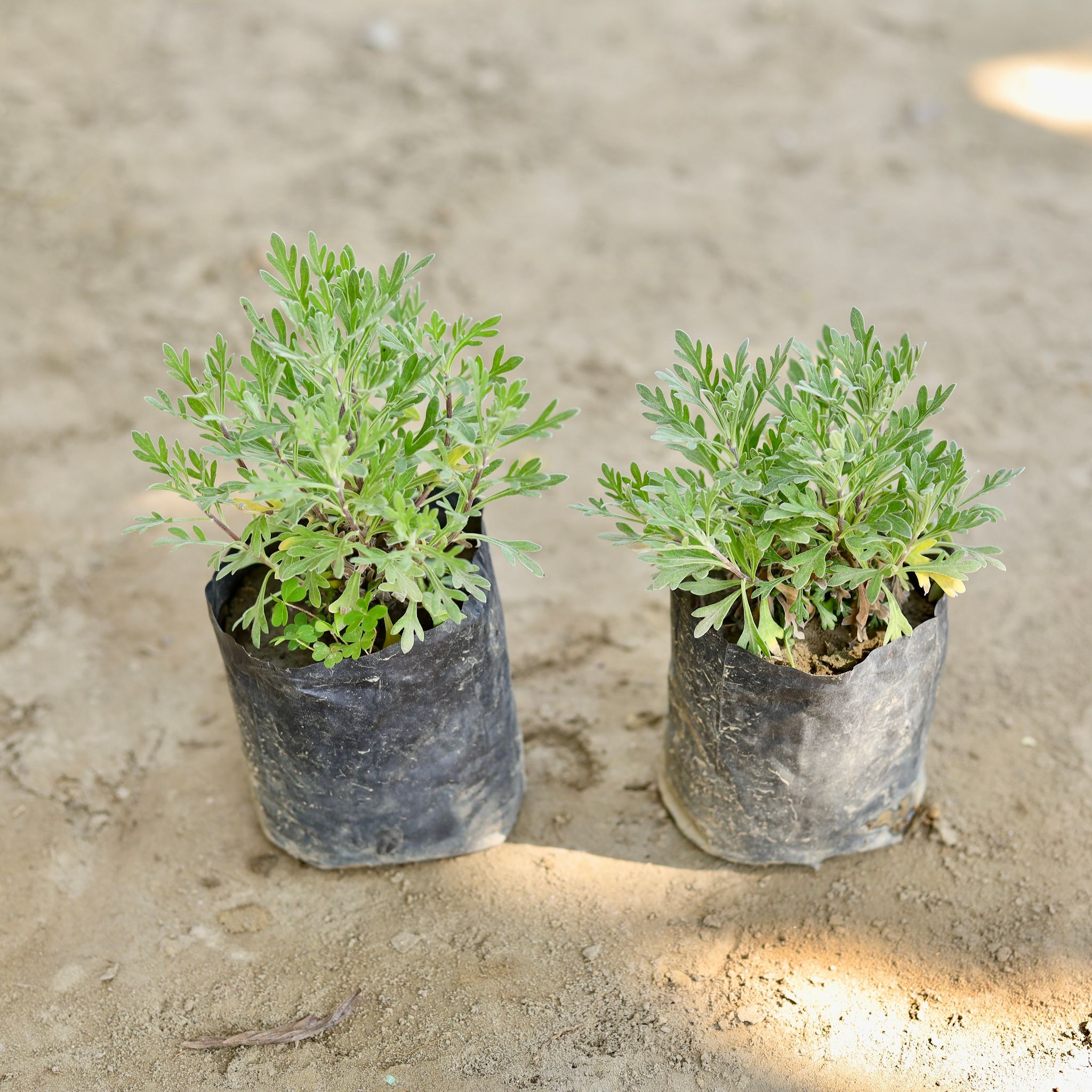 Set of 2 - Lavender in 4 Inch Nursery bag