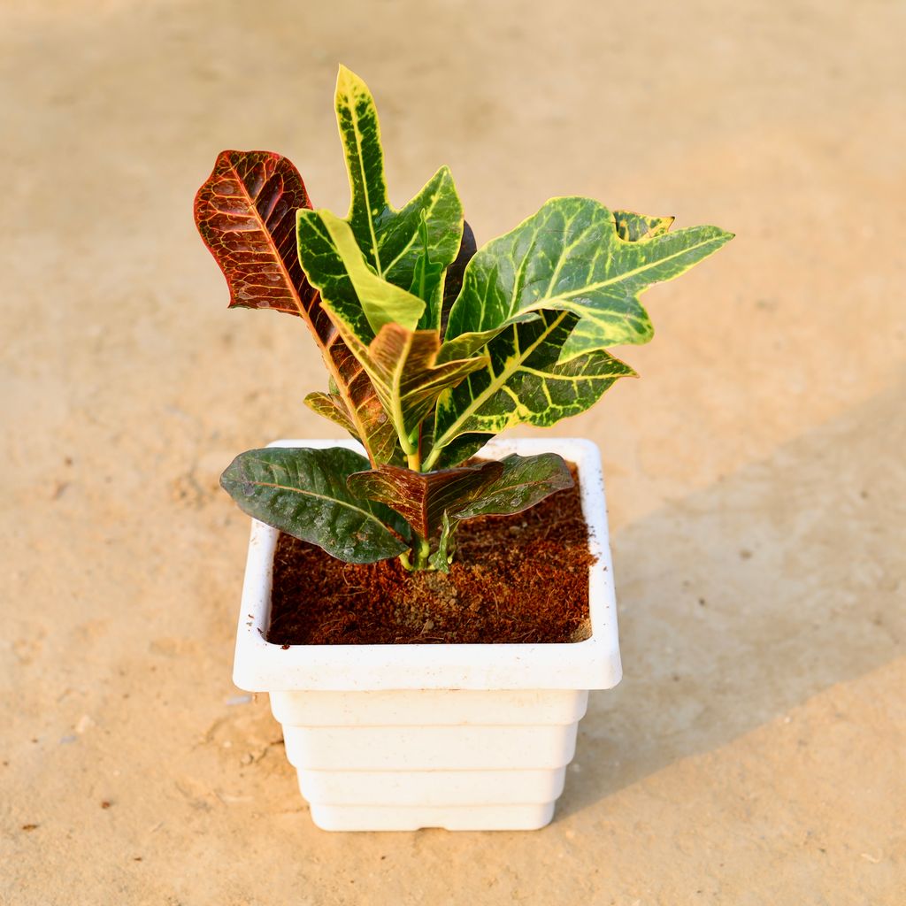 Croton Oakleaf in 6 Inch White Marble Premium Orchid Square Plastic Pot