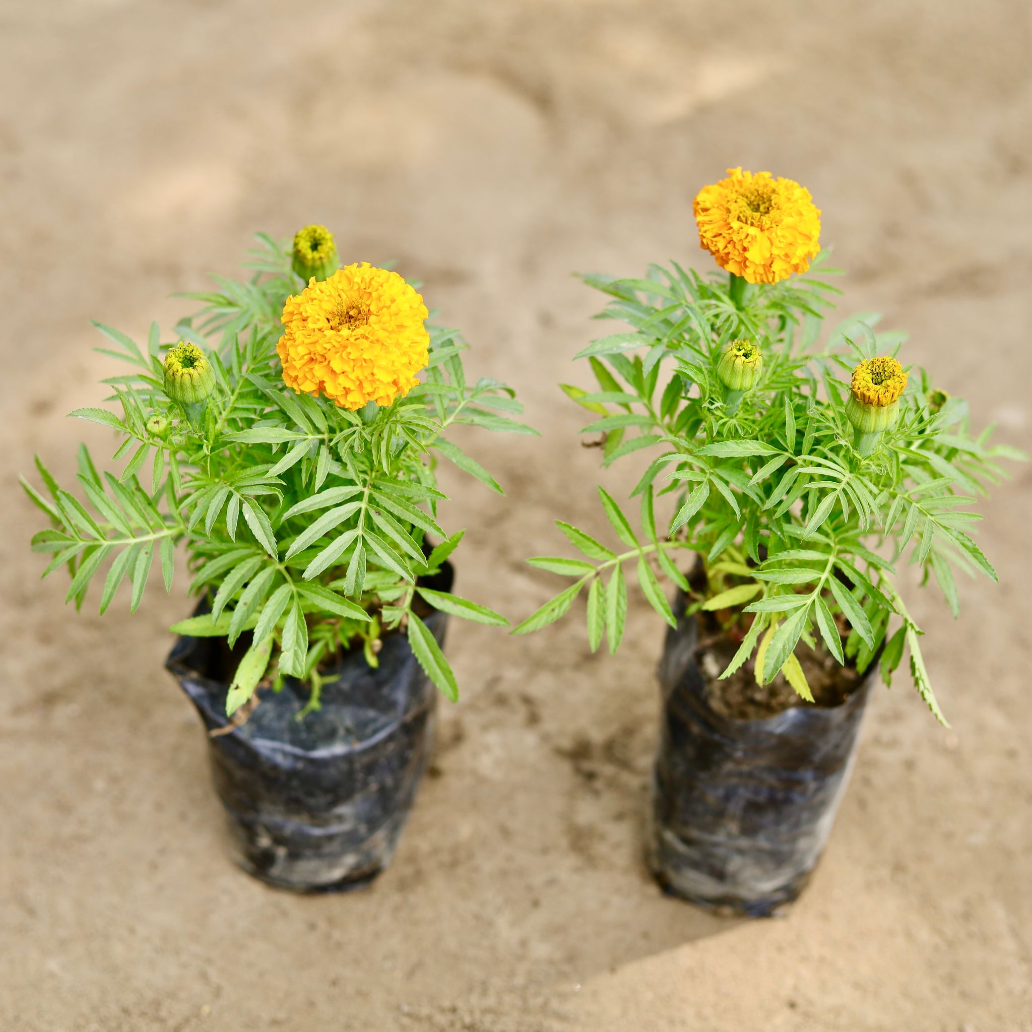 Set of 2 - Marigold (Any Colour) in 4 Inch Nursery bag
