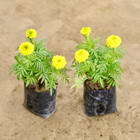 Set of 2 - Marigold (Any Colour) in 4 Inch Nursery bag