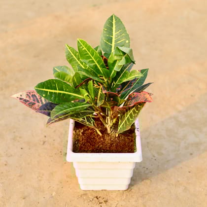 Buy Croton Petra in 6 Inch White Marble Premium Orchid Square Plastic Pot Online | Urvann.com