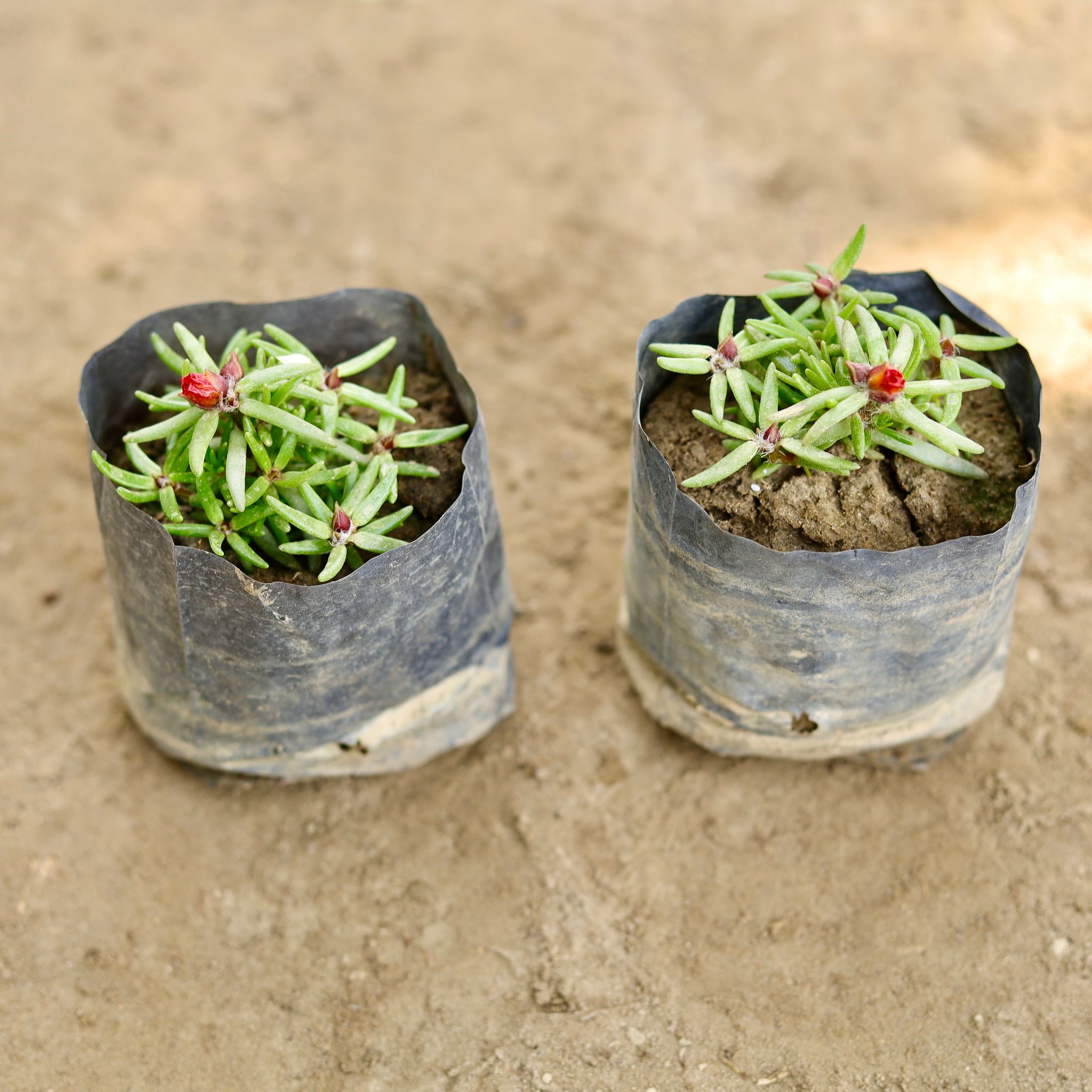 Set of 2 - Portulaca Moss Rose (Any Colour) in 4 Inch Nursery bag