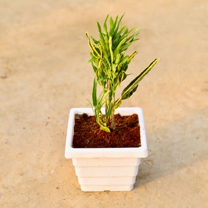 Buy Croton Sunny Star in 6 Inch White Marble Premium Orchid Square Plastic Pot Online | Urvann.com
