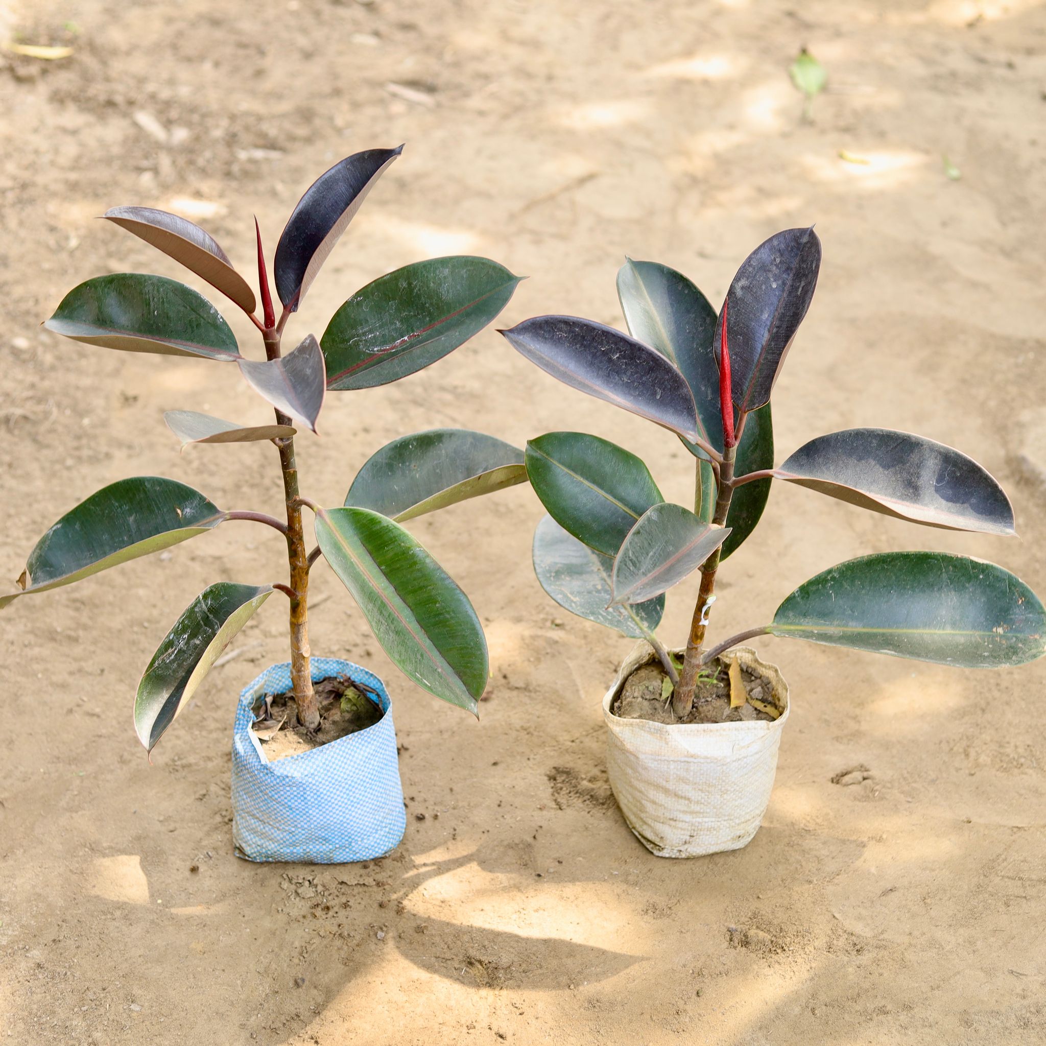 Set of 2 - Rubber Plant Black in 6 Inch Nursery bag