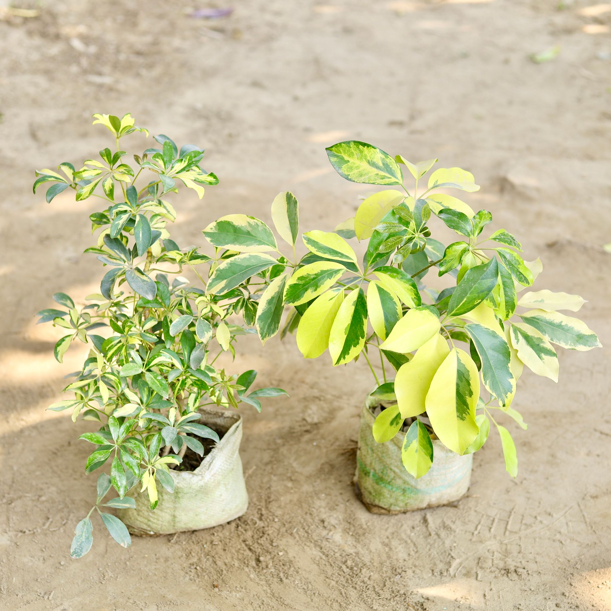 Set of 2 - Schefflera in 7 Inch Nursery bag