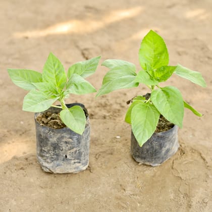 Buy Set of 2 - Sun Flower (Any Colour) in 4 Inch Nursery bag Online | Urvann.com