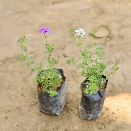 Buy Set of 2 - Verbena (Any Colour) in 4 Inch Nursery bag Online | Urvann.com