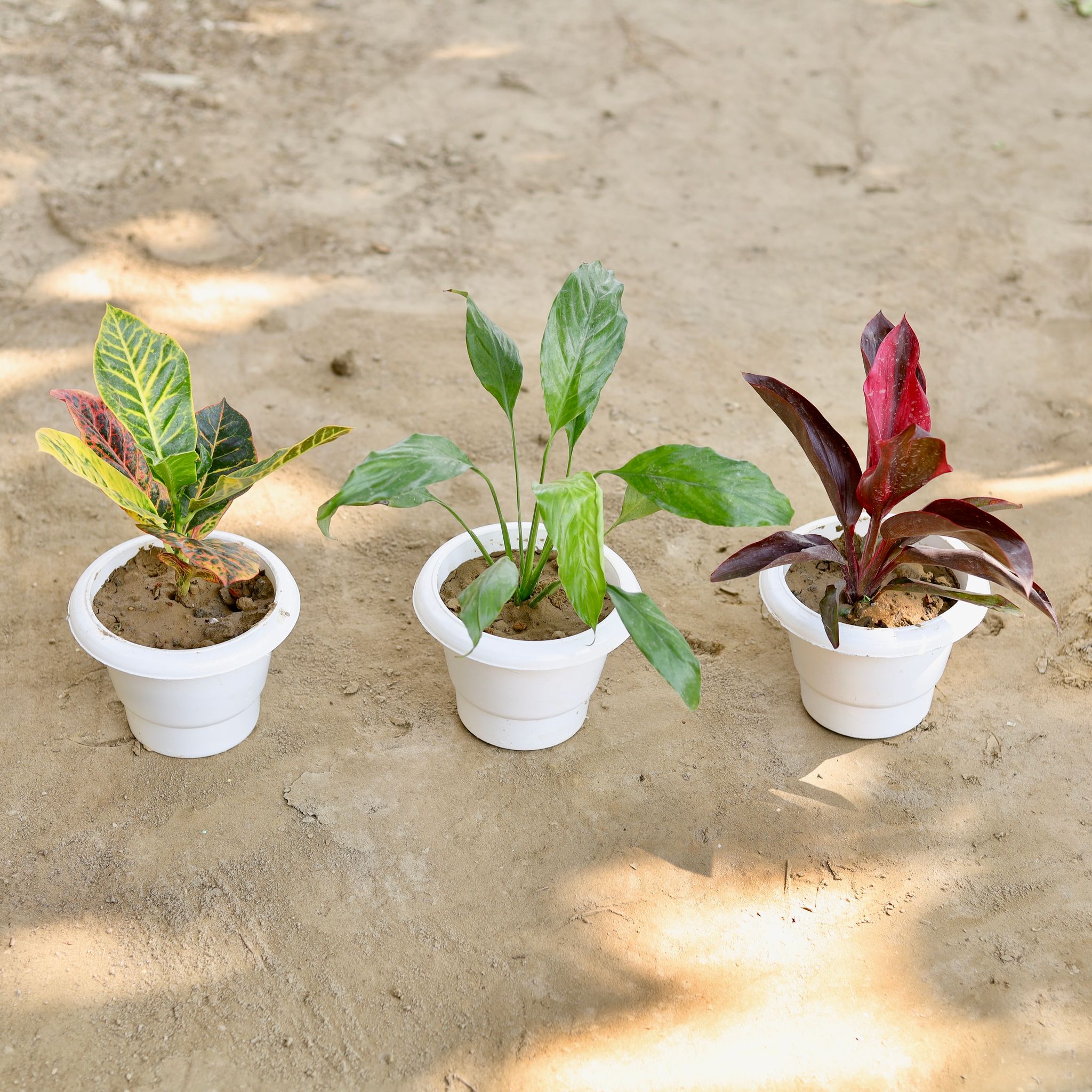 Set of 3 - Croton Petra, Peace Lily, Dracaena Rosea in 6 Inch Classy White Plastic Pot