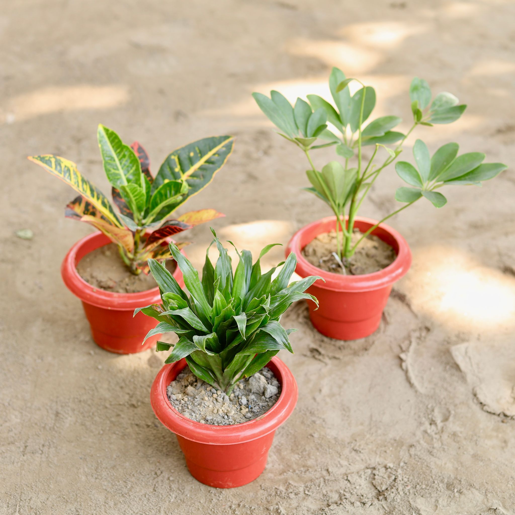 Set of 3 - Croton Petra, Schefflera Green, Dracaena Compacta in 6 Inch Classy Red Plastic Pot