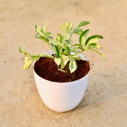 Buy Schefflera Brassia in 6 Inch White Premium Orchid Round Plastic Pot Online | Urvann.com