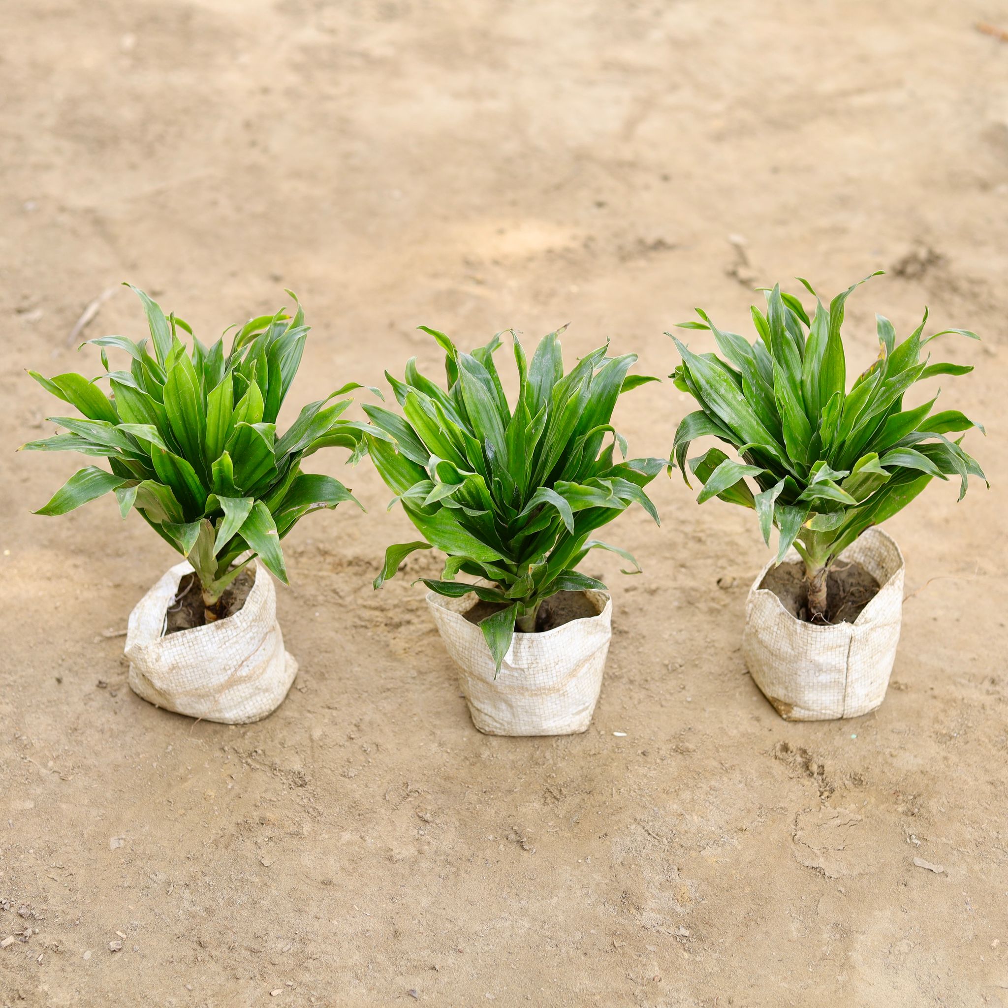 Set of 3 - Dracaena Compacta in 4 Inch Nursery bag