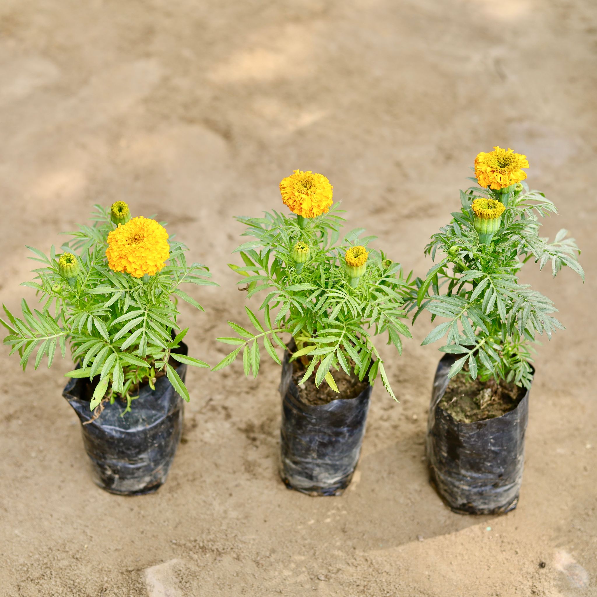 Set of 3 - Marigold (Any Colour) in 4 Inch Nursery bag