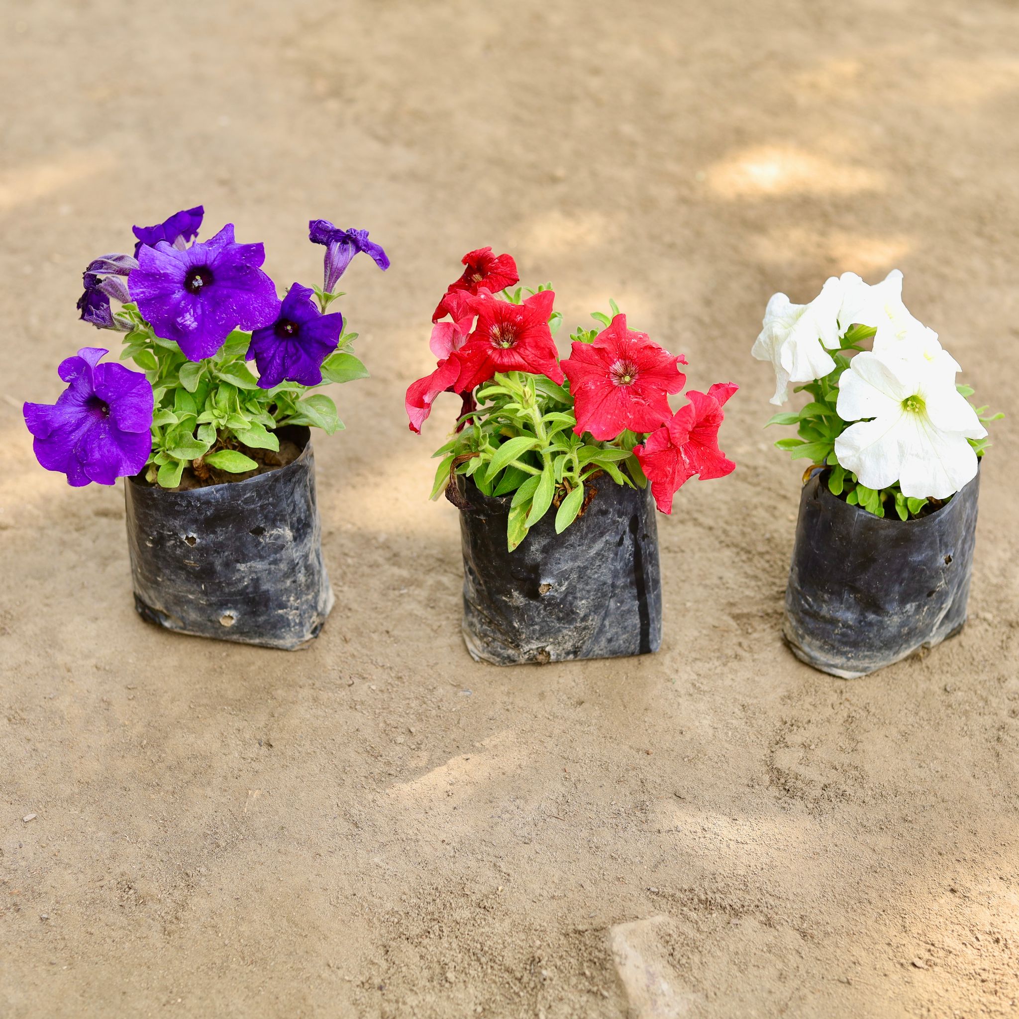 Set of 3 - Petunia (Any Colour) in 4 Inch Nursery bag
