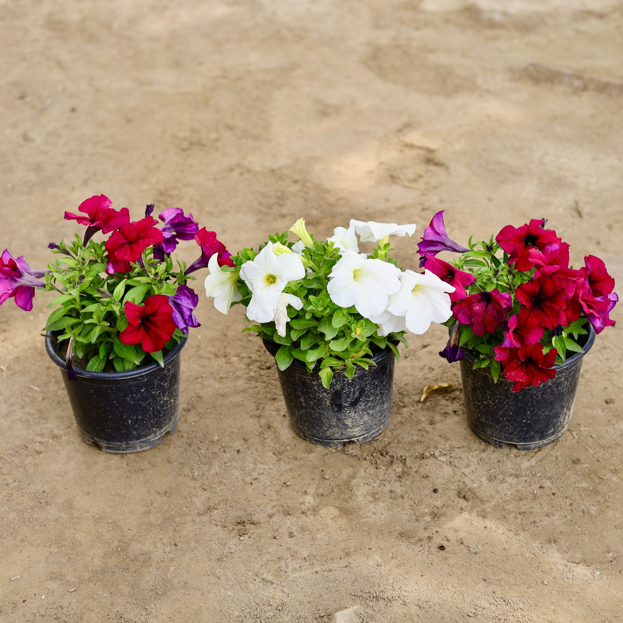 Set of 3 - Petunia (Any Colour) in 6 Inch Nursery Pot