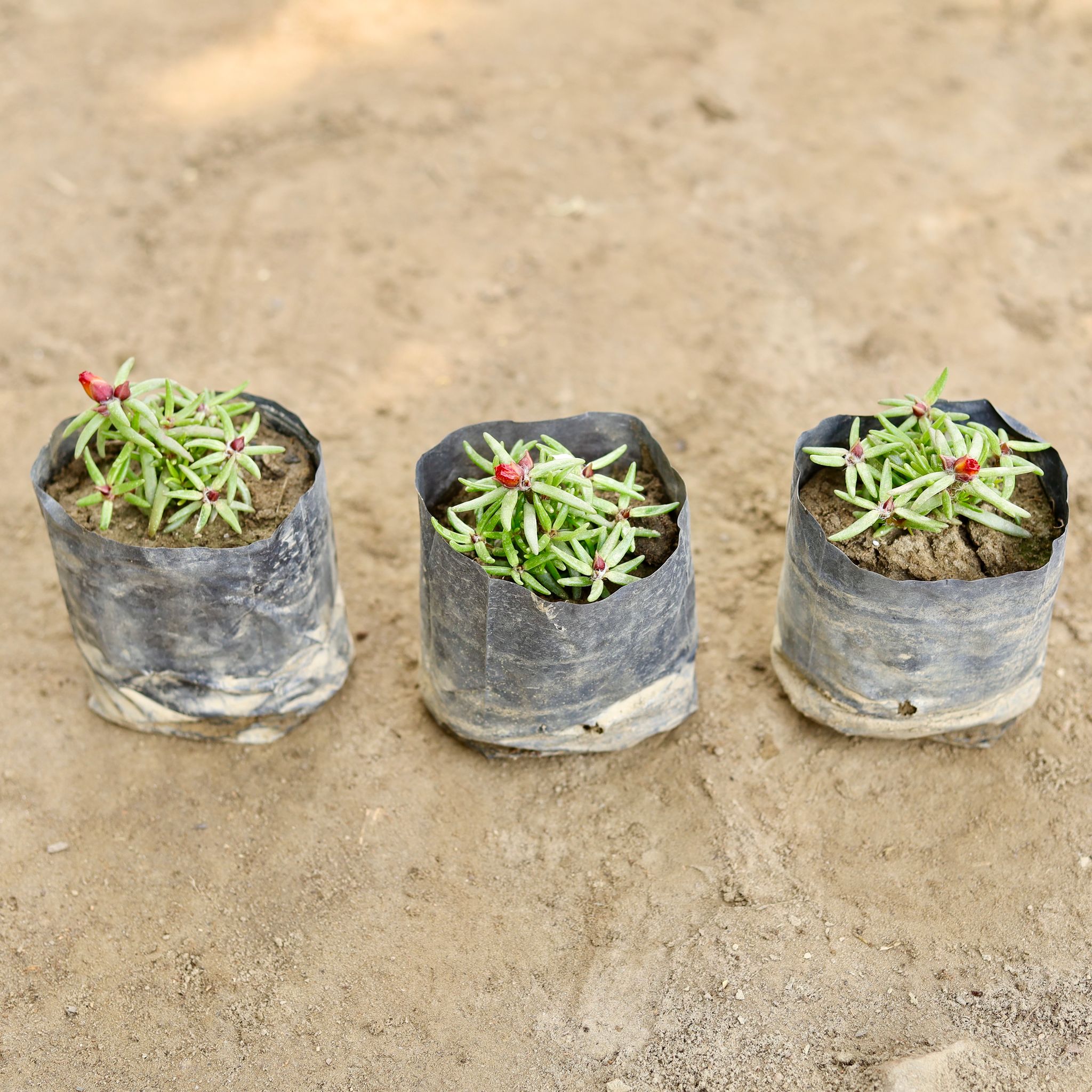 Set of 3 - Portulaca Moss Rose (Any Colour) in 4 Inch Nursery bag