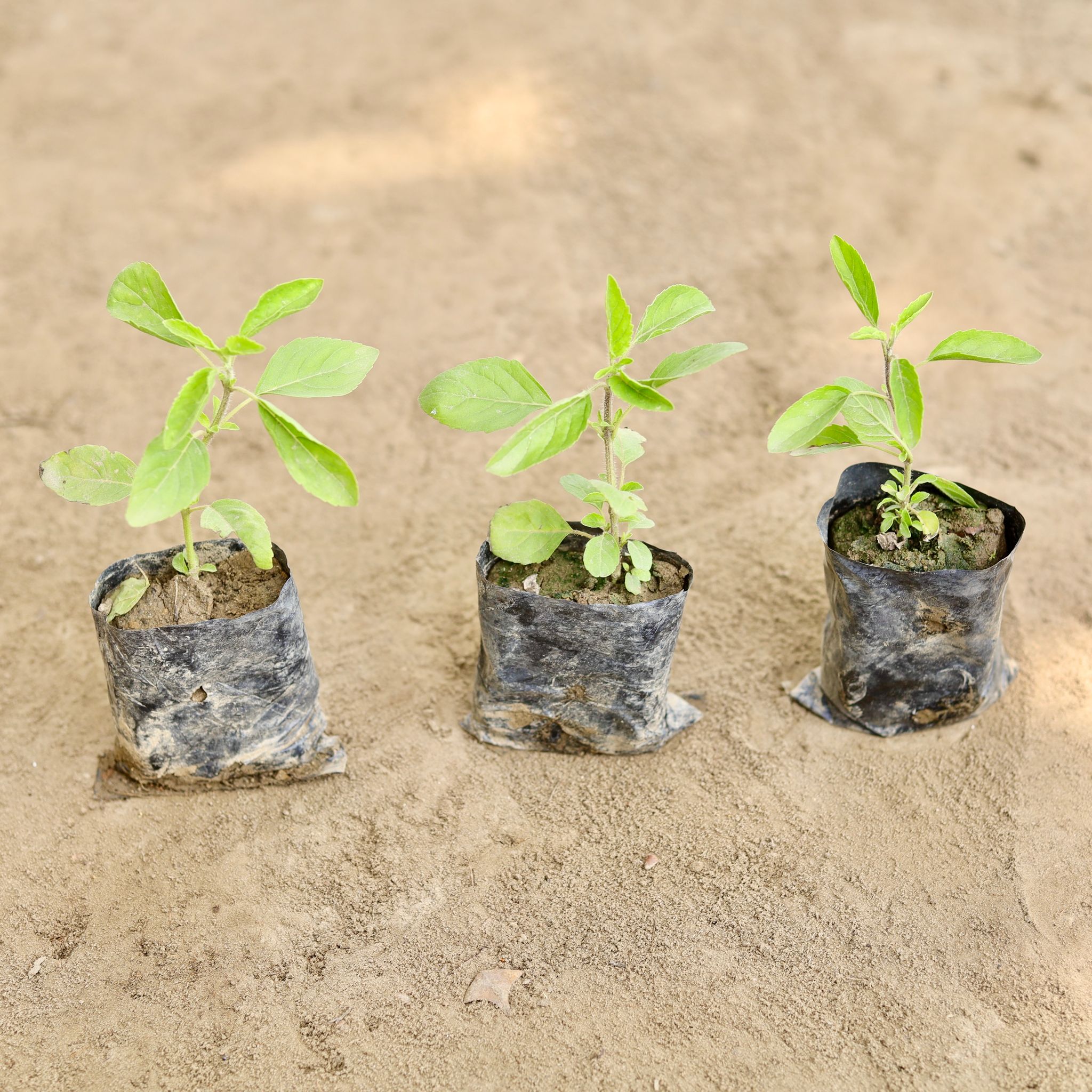 Set of 3 - Rama Tulsi in 3 Inch Nursery bag
