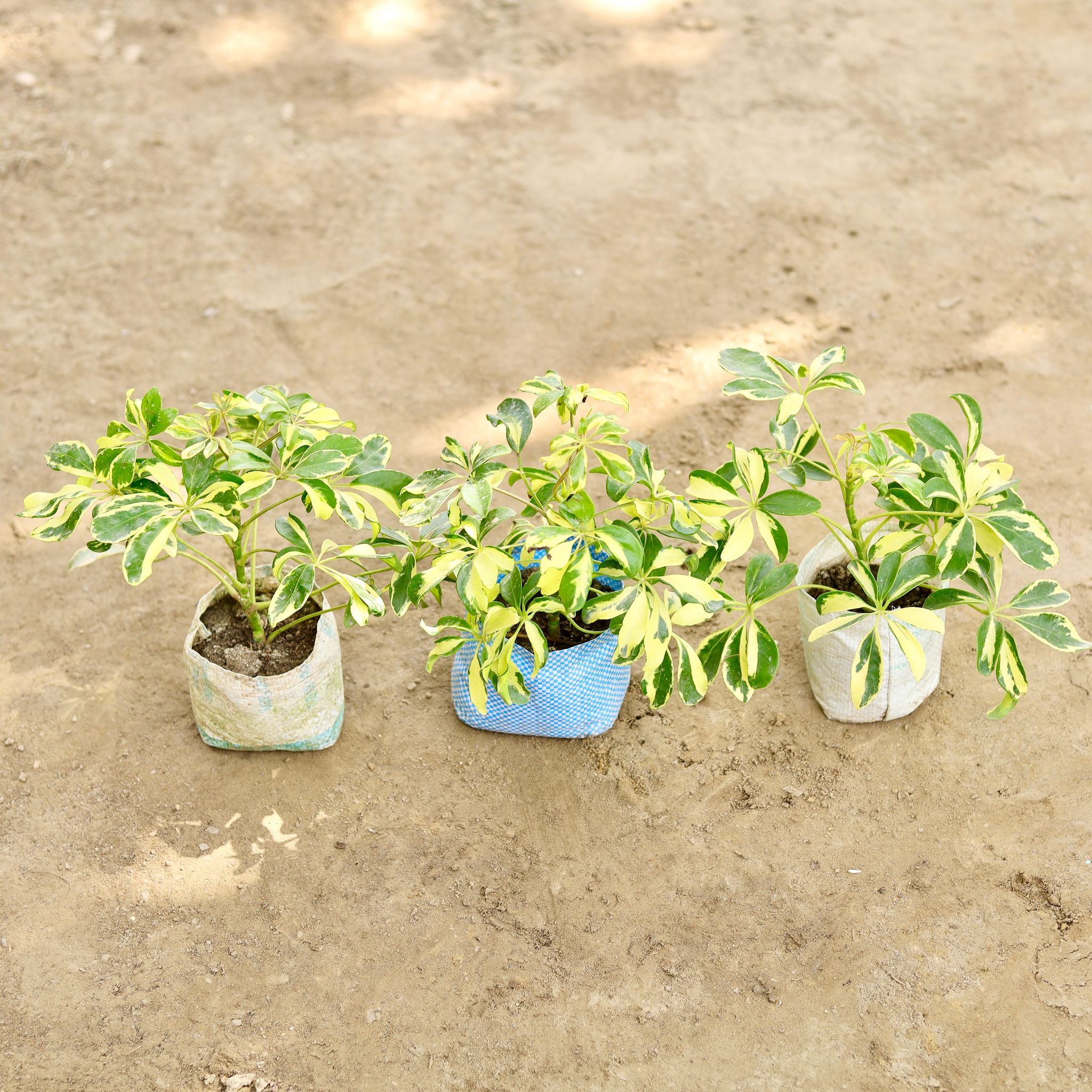 Set of 3 - Schefflera Brassia in 4 Inch Nursery bag