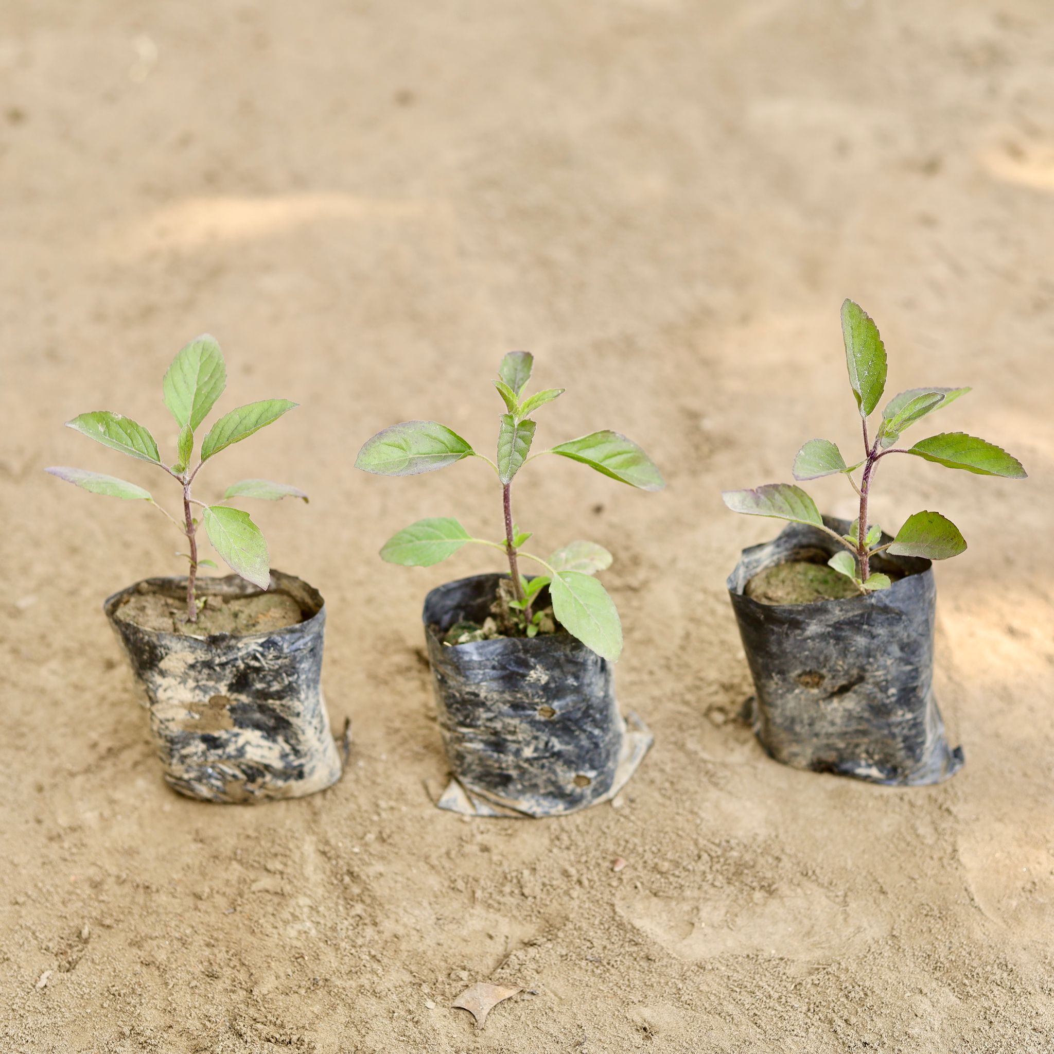 Set of 3 - Shyama Tulsi in 3 Inch Nursery bag