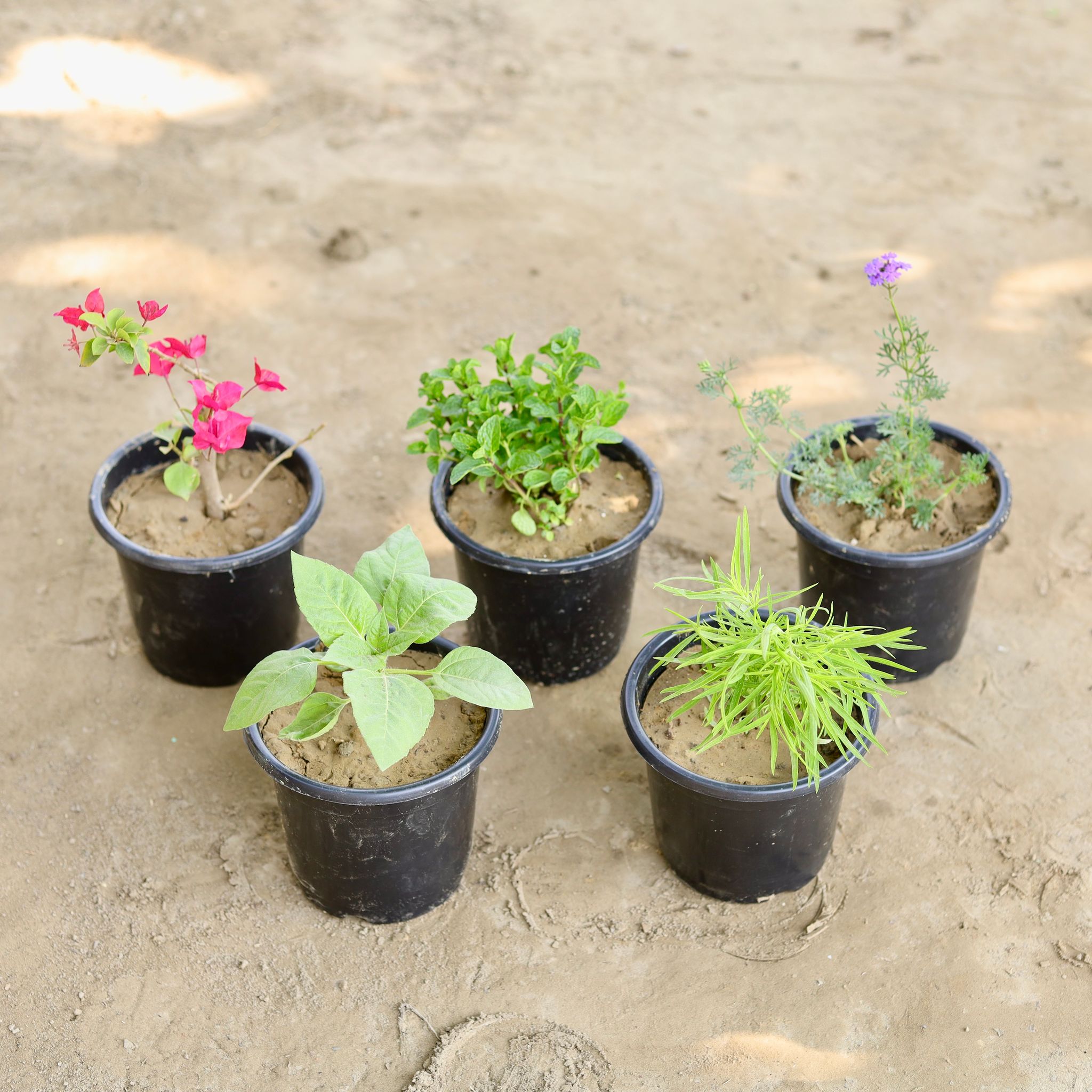 The Blossom Breeze Combo - Set of 5 - Bougainvillea, Pudina, Verbena, Sun Flower, Kochia in 6 Inch Nursery Pot