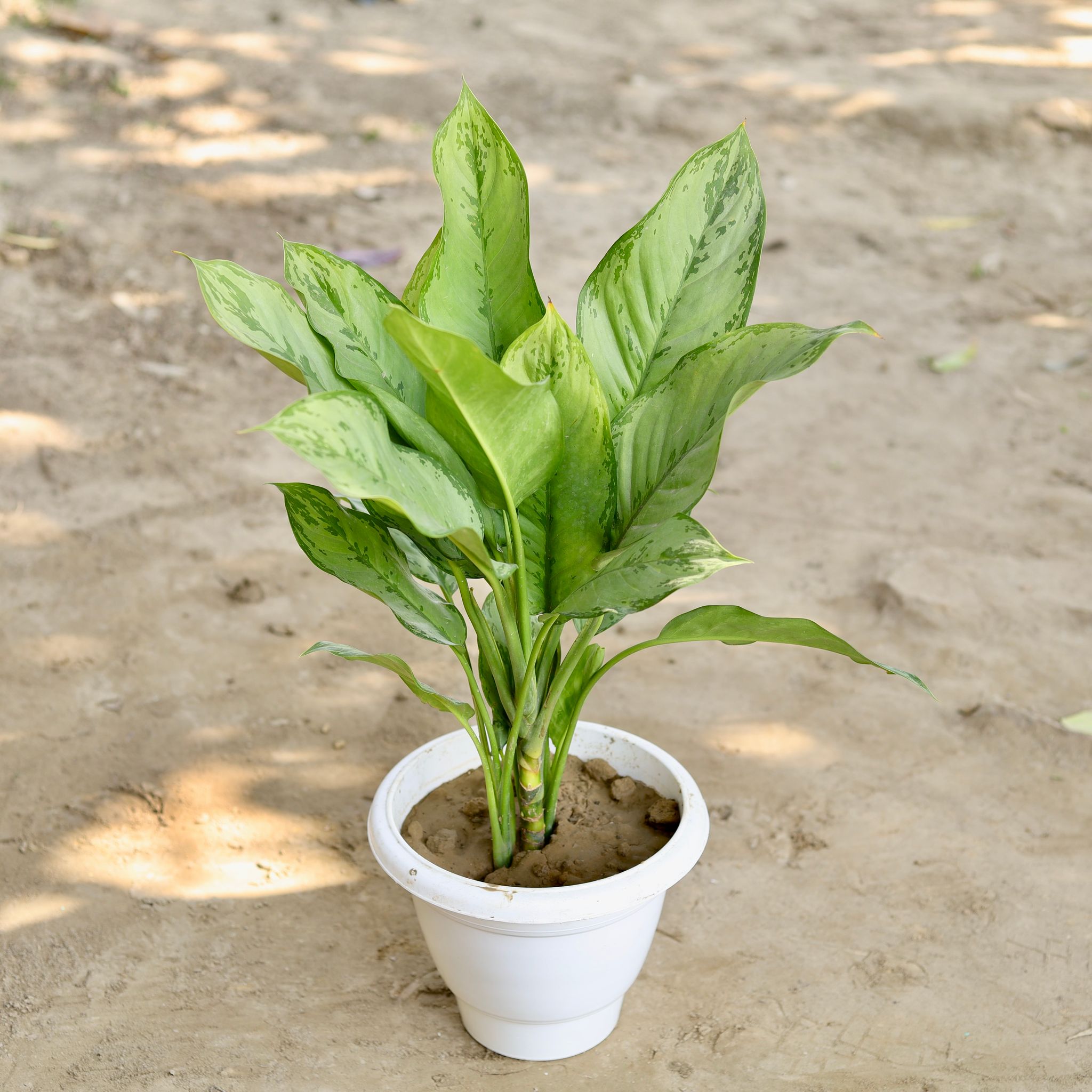 Aglaonema Green Lance in 10 Inch Classy White Plastic Pot