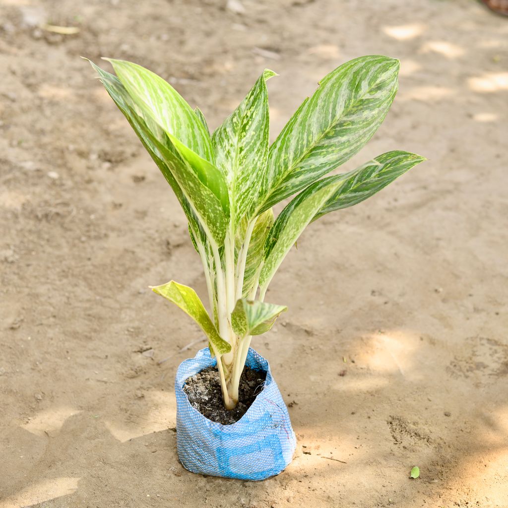 Buy Aglaonema Brilliant in 7 Inch Nursery bag Online | Urvann.com Aglaonema Brilliant in 7 Inch Nursery bag