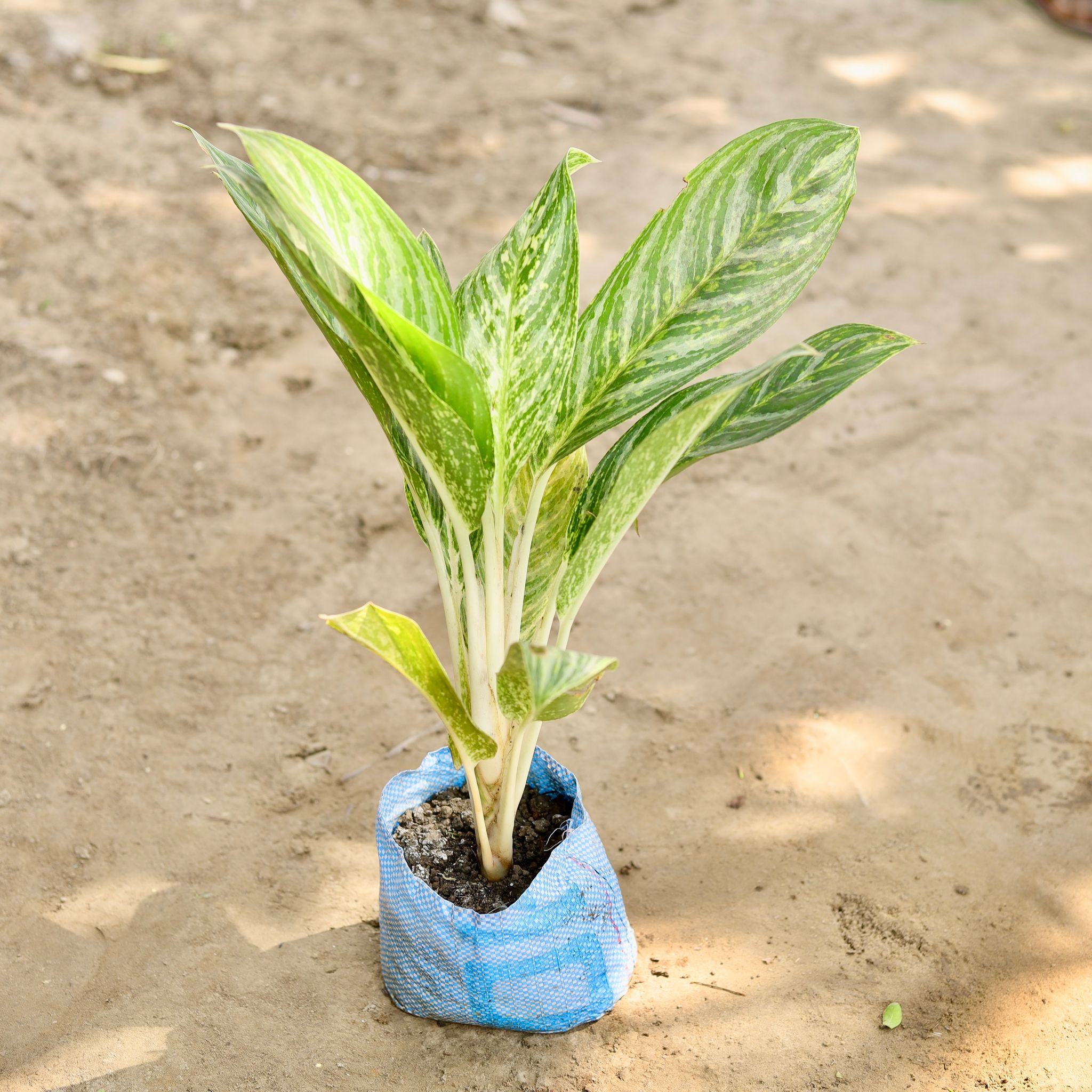 Aglaonema Brilliant in 7 Inch Nursery bag
