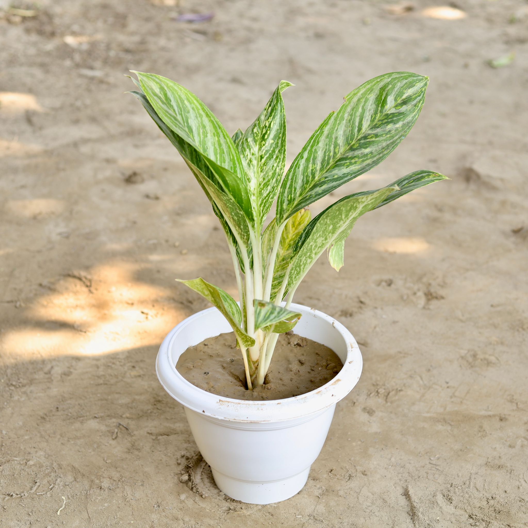 Aglaonema Jharna in 10 Inch Classy White Plastic Pot