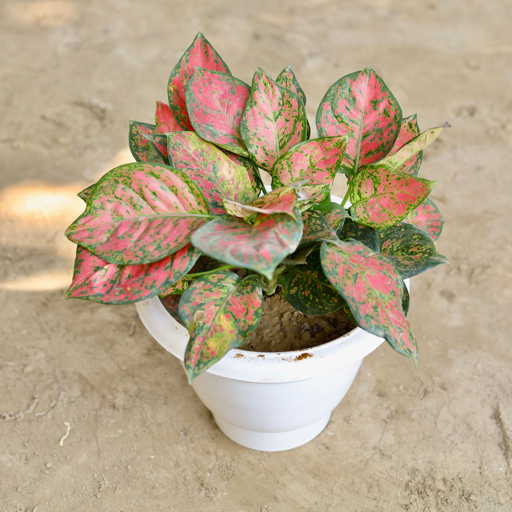 Aglaonema Brilliant in 10 Inch Classy White Plastic Pot