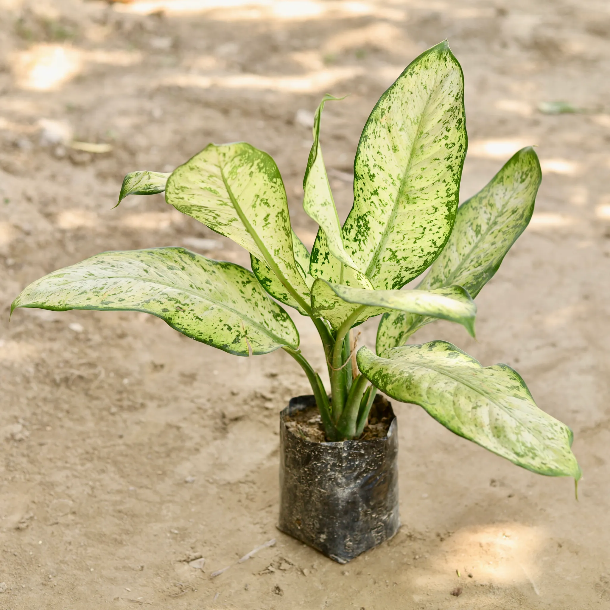 Aglaonema Pinky in 7 Inch Nursery bag