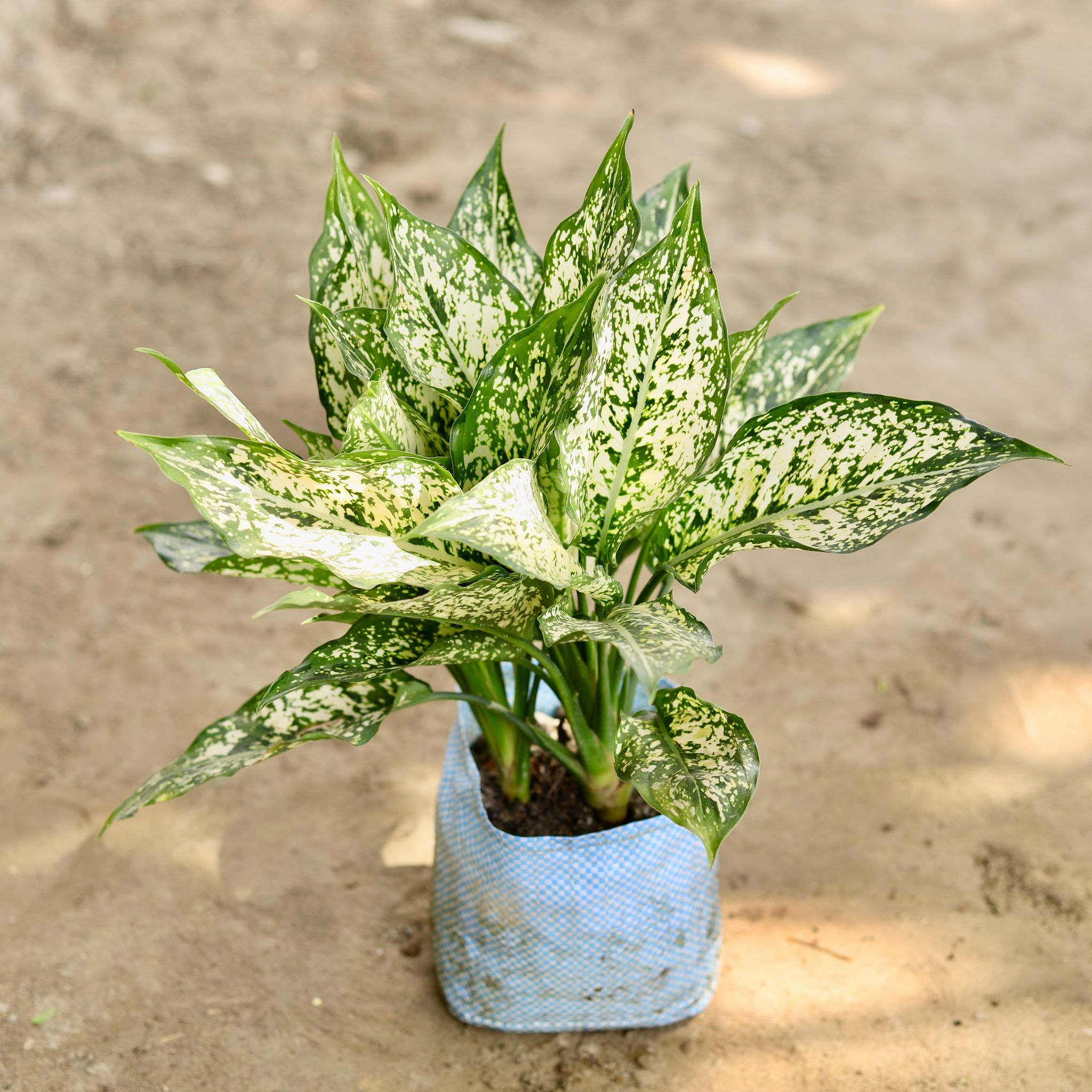 Aglaonema Snow White in 7 Inch Nursery bag