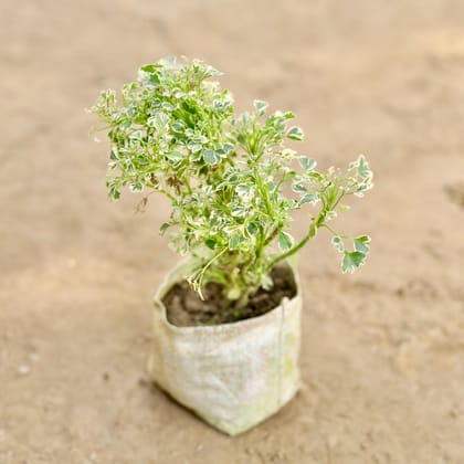 Buy Aralia White in 4 Inch Nursery bag Online | Urvann.com