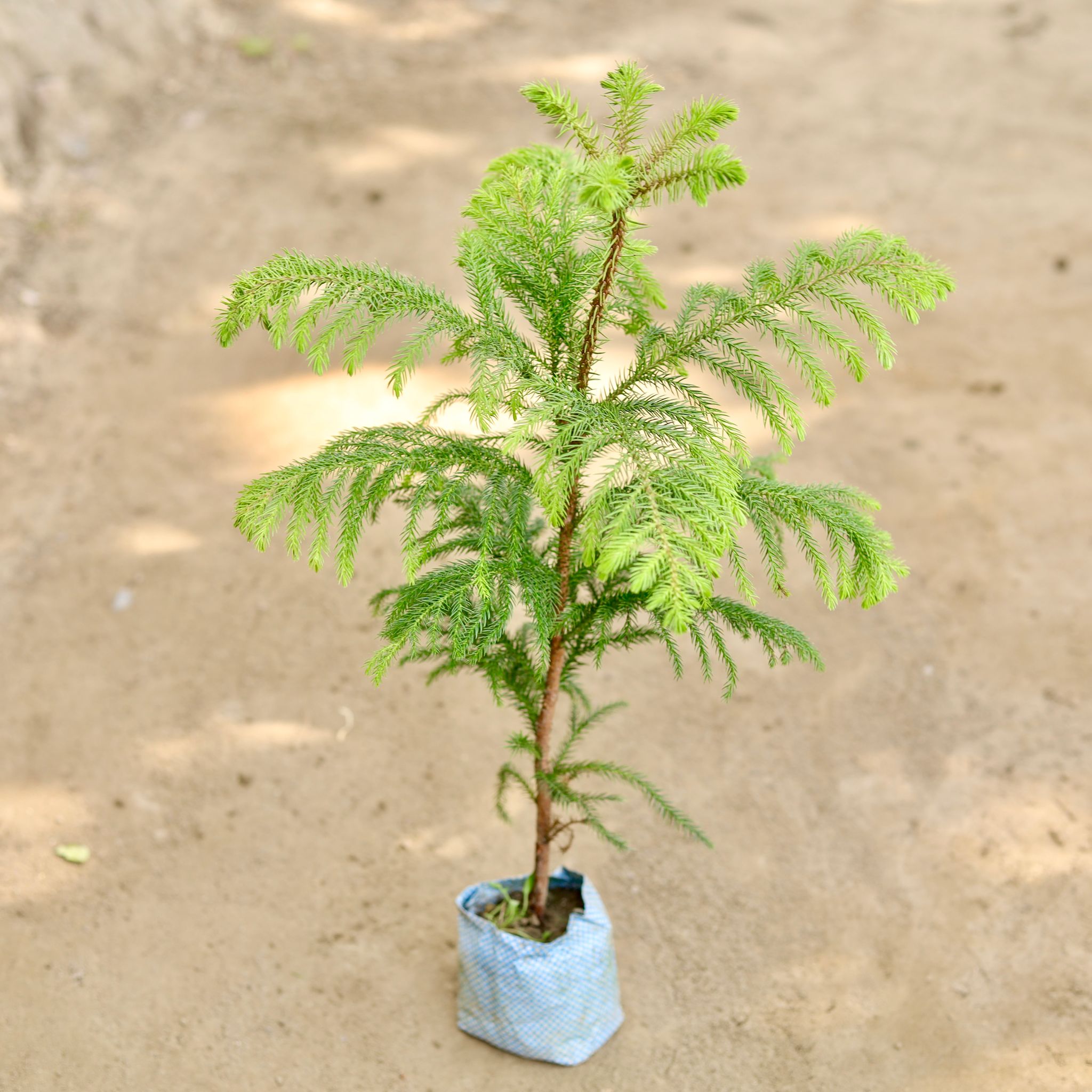 Araucaria / Christmas Tree (~1.5 Ft) in 7 Inch Nursery bag