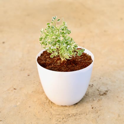 Buy Aralia White Mini in 6 Inch White Premium Orchid Round Plastic Pot Online | Urvann.com
