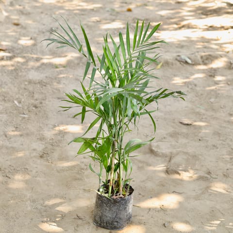 Bamboo Palm in 8 Inch Nursery bag
