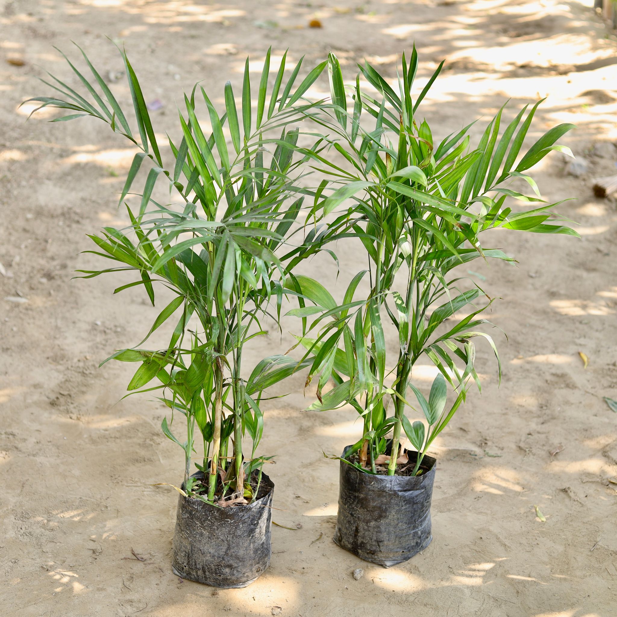 Bamboo Palm in 8 Inch Nursery bag