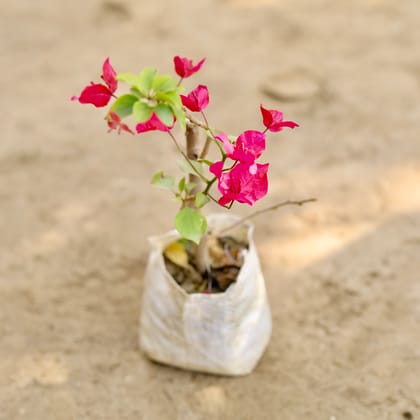 Buy Bougainvillea (Any Colour) in 4 Inch Nursery bag Online | Urvann.com