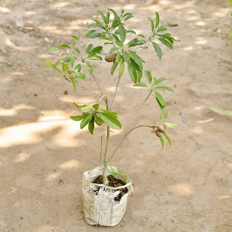 Chiku / Sapodilla (2-2.5 Ft) in 7 Inch Nursery bag