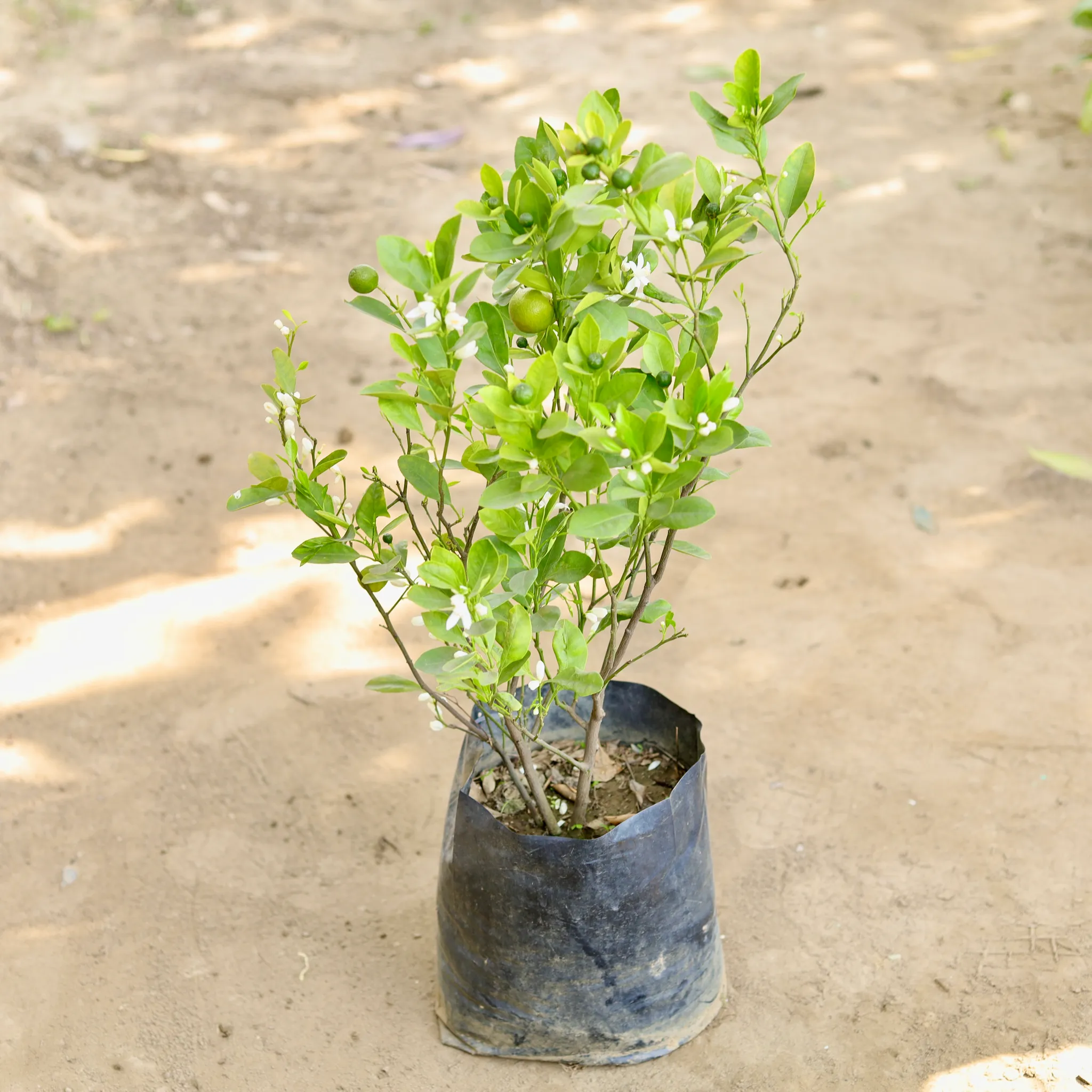 China Orange in 10 Inch Nursery bag