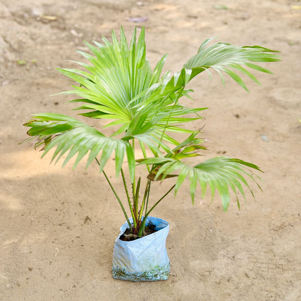 China Palm in 7 Inch Nursery bag
