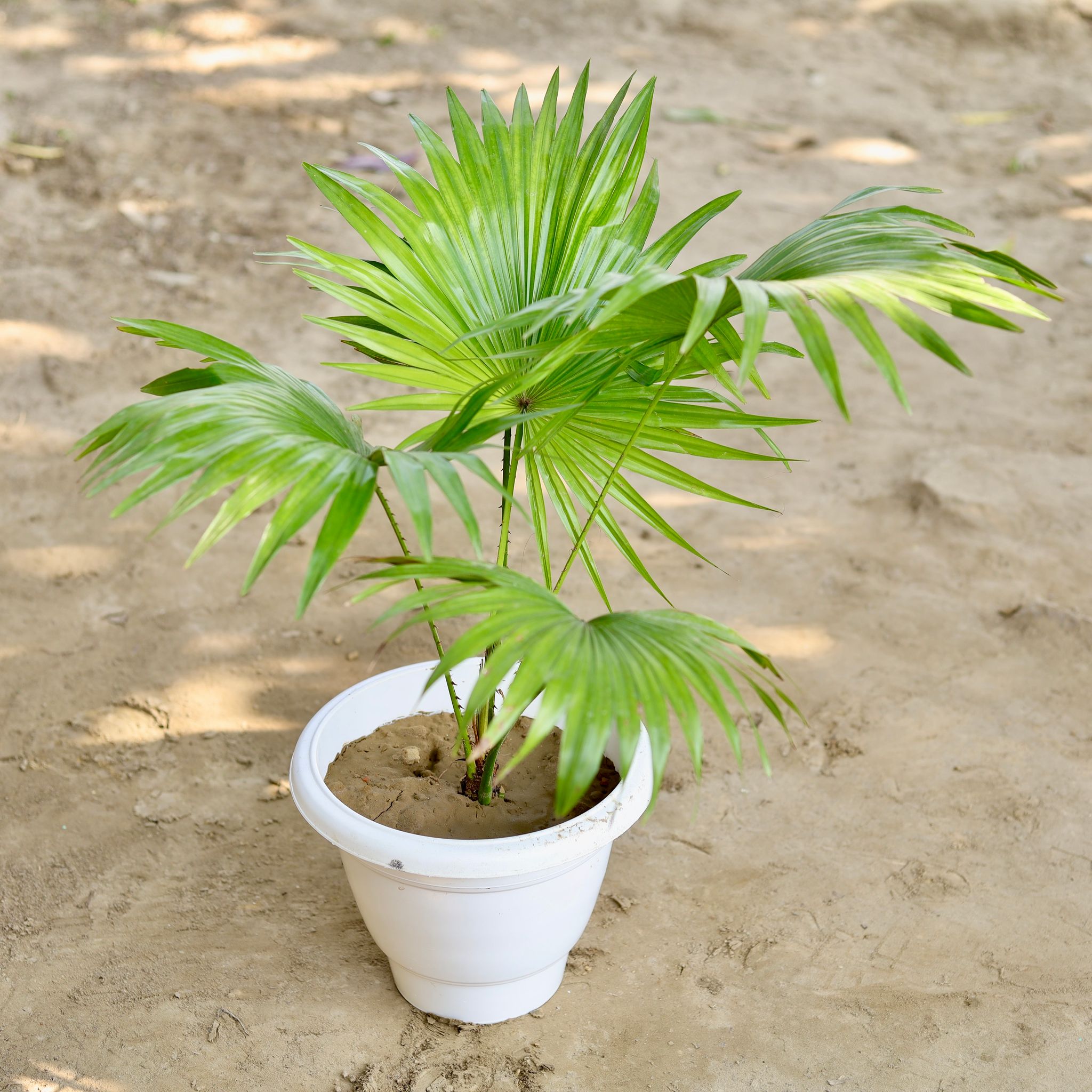 China Palm in 10 Inch Classy White Plastic Pot
