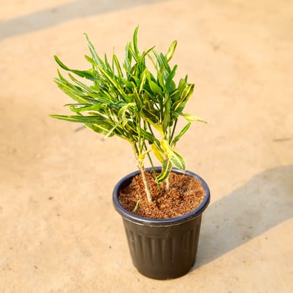 Buy Croton Sunny Star in 6 Inch Black Super Nursery Pot Online | Urvann.com