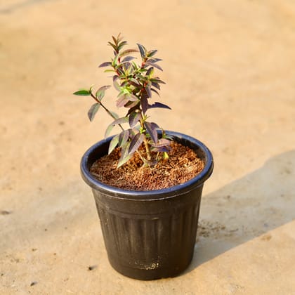 Buy Amrood / Guava Desi in 6 Inch Black Super Nursery Pot Online | Urvann.com