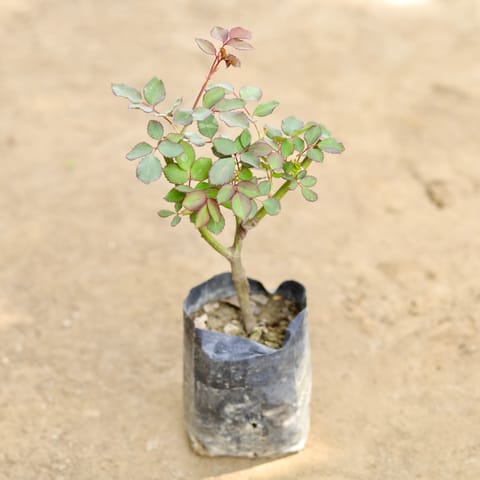 Desi Gulab / Rose (Any Colour) in 4 Inch Nursery bag
